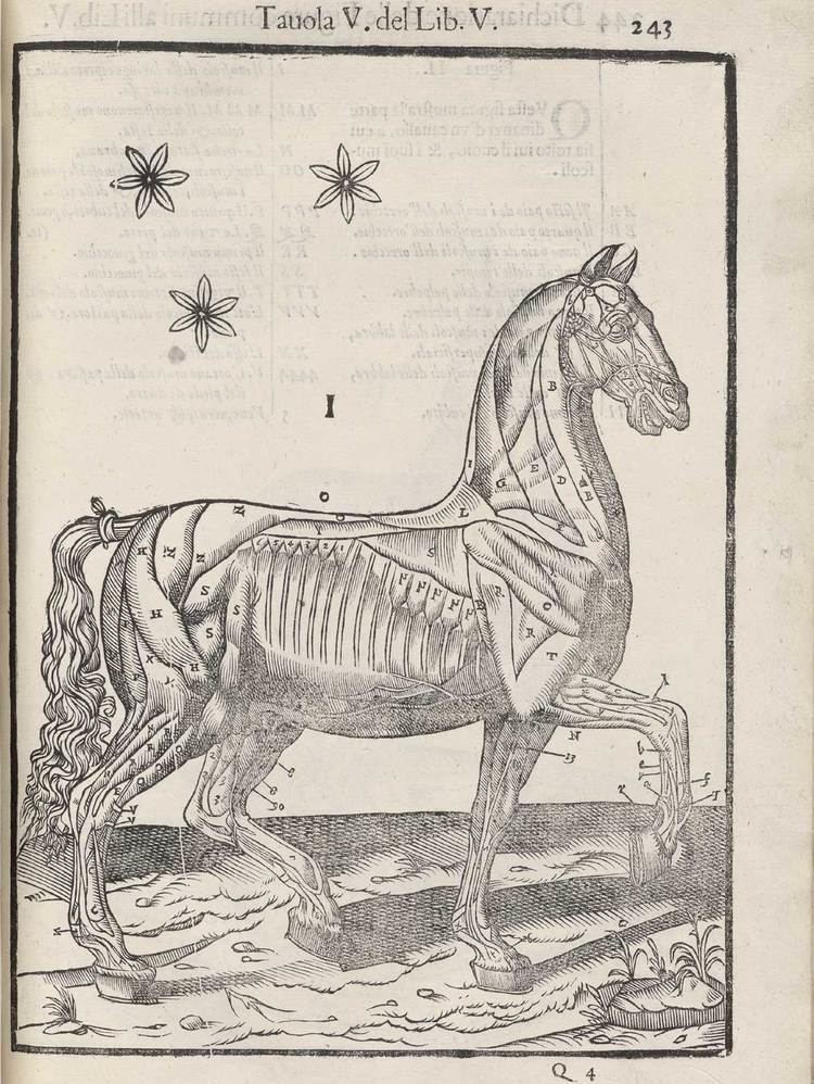 Carlo Ruini Carlo Ruini Anatomia del Cavallo
