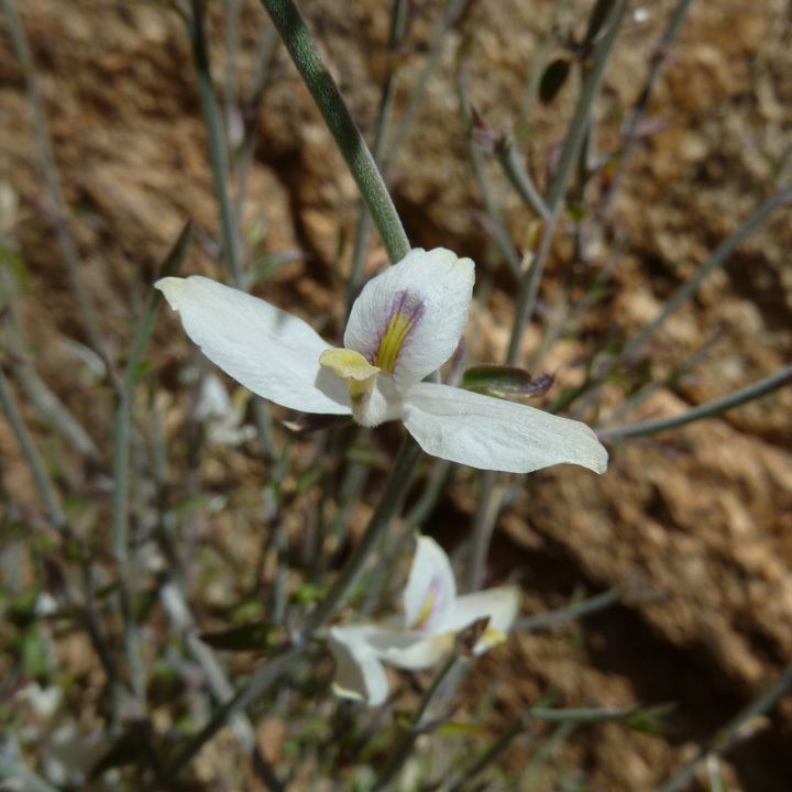 Carlowrightia SEINet Arizona Chapter Carlowrightia arizonica