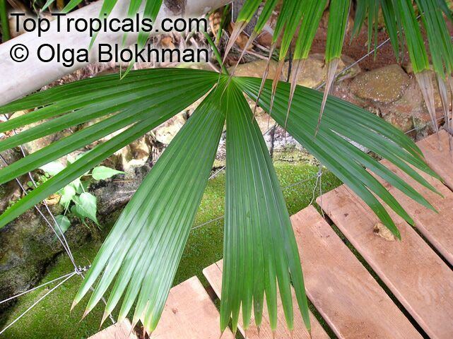 Carludovica Carludovica sp Carludovica Palm Jungle Drum TopTropicalscom