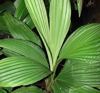 Carludovica Carludovica palmata Panama Hat Plant Carludovica Palm Jungle