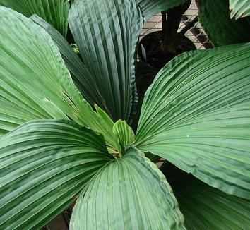 Carludovica Carludovica palmata Panama Hat Plant Carludovica Palm Jungle