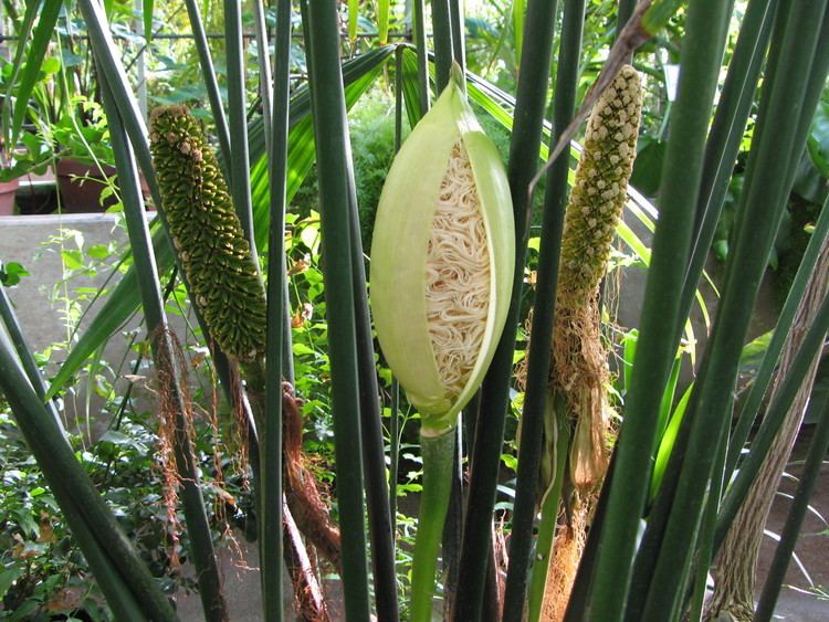 Carludovica palmata Carludovica palmata Cyclanthaceae Panama Hat Plant Paja Toquilla