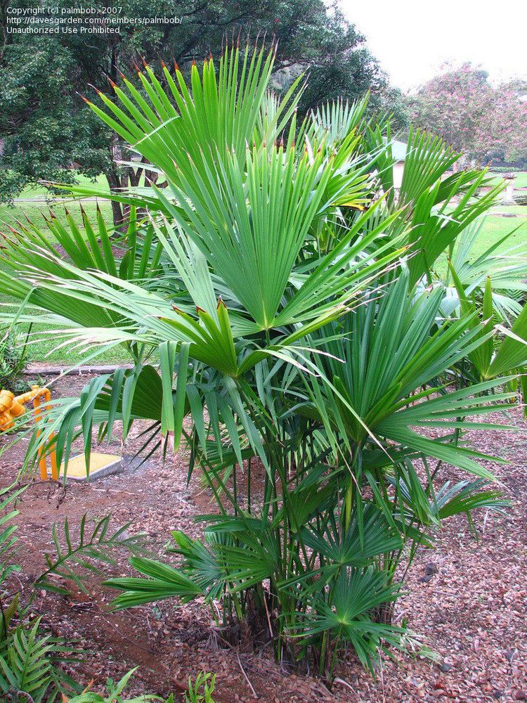 Carludovica palmata PlantFiles Pictures Panama Hat Plant Carludovica Palm Carludovica