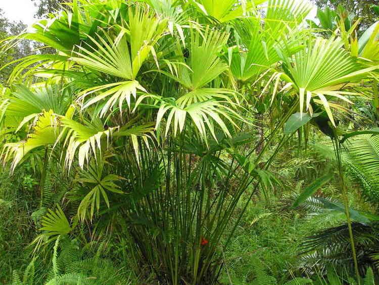 Carludovica palmata Tropical Plant Photo Dictionary cubit Carludovica forum