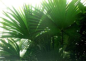 Carludovica palmata bm1801jpg