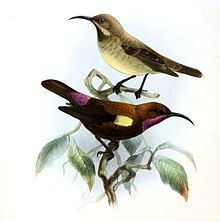 Carmelite sunbird httpsuploadwikimediaorgwikipediacommonsthu