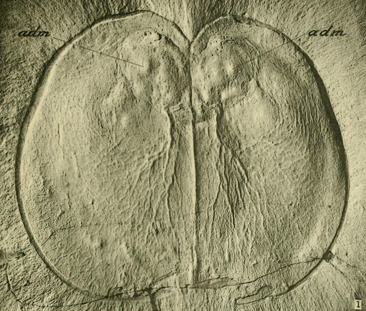 Carnarvonia (fossil)