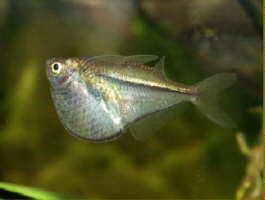 Carnegiella Carnegiella myersi Pygmy hatchetfish Aquariumfish Database