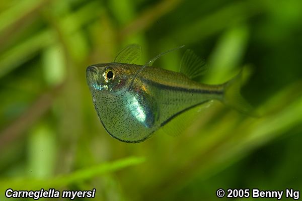 Carnegiella Carnegiella myersi Pygmy Hatchetfish Seriously Fish