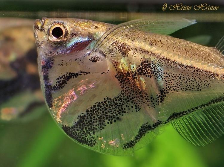 Carnegiella Carnegiella strigata Marbled Hatchetfish Gasteropelecus fasciatus