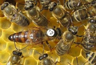 Carniolan honey bee wwwmelitabeescomuploads132213229928871793