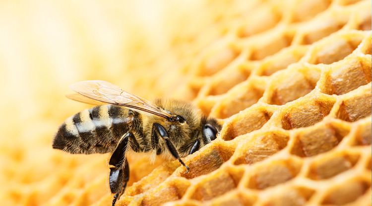 Carniolan honey bee What is the difference between Italian and Carniolan Honey Bees