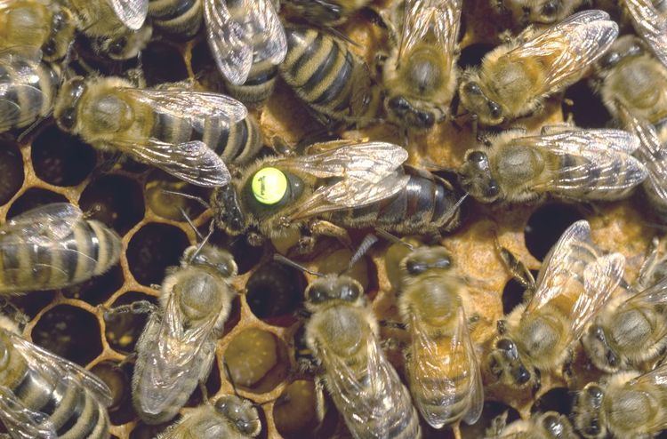 Carniolan honey bee Gentle and Prolific Carniolan Queen Bees