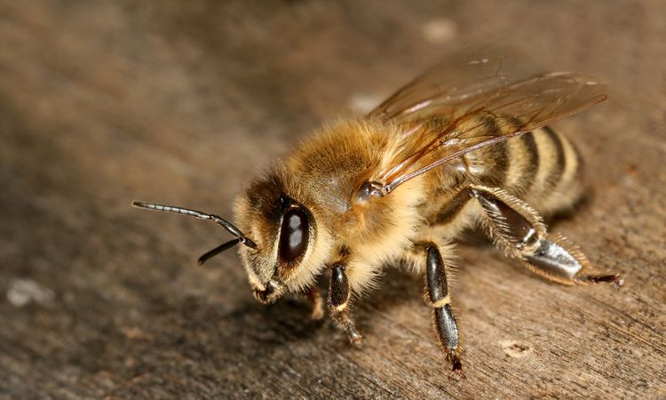 Carniolan honey bee Carniolan honey bee Wikipedia