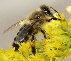 Carniolan honey bee Italian Carniolan or Russian Bee Progress