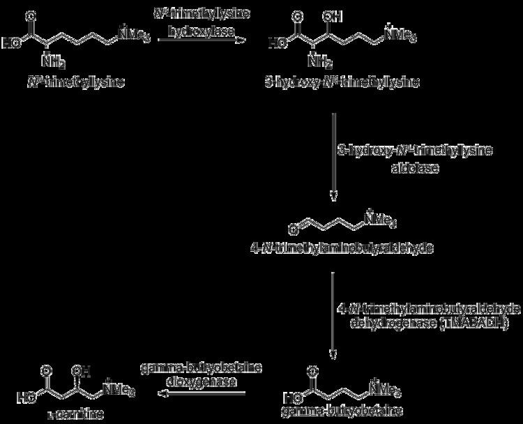 Carnitine biosynthesis