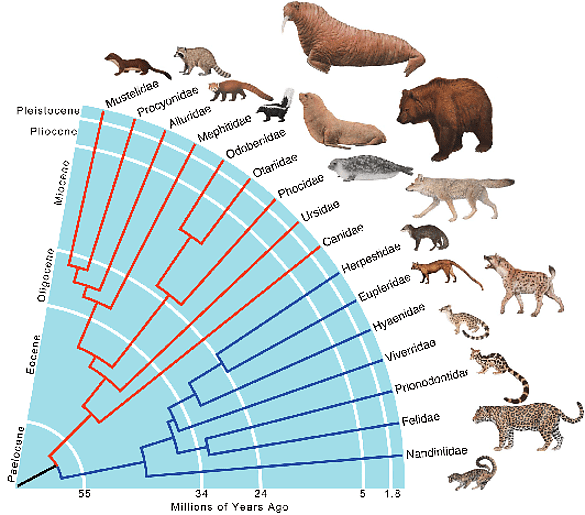 Carnivora Studying the Carnivora Exploration of various features of