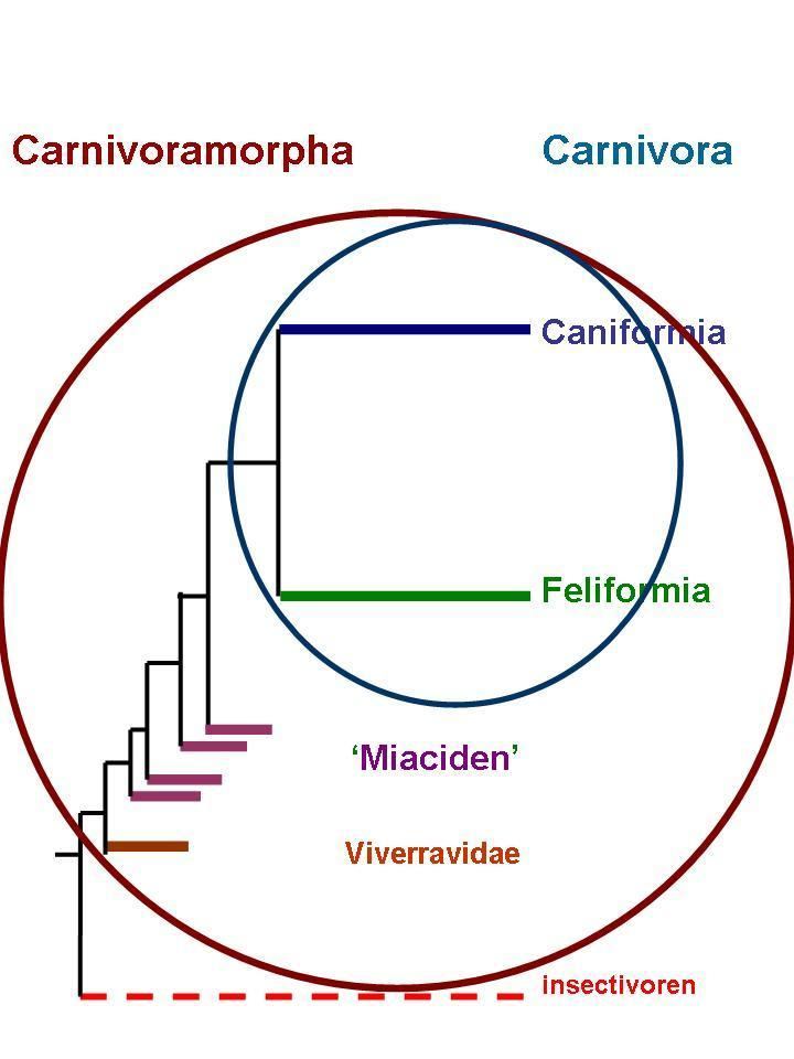 Carnivoramorpha 3bpblogspotcomjGSFReoyVLcTX4Tg6vf6XIAAAAAAA
