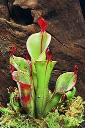 Carnivorous plant httpsuploadwikimediaorgwikipediacommonsthu