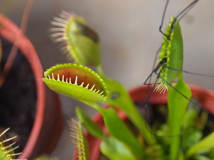 Carnivorous plant 20 Things You Didn39t Know About Carnivorous Plants