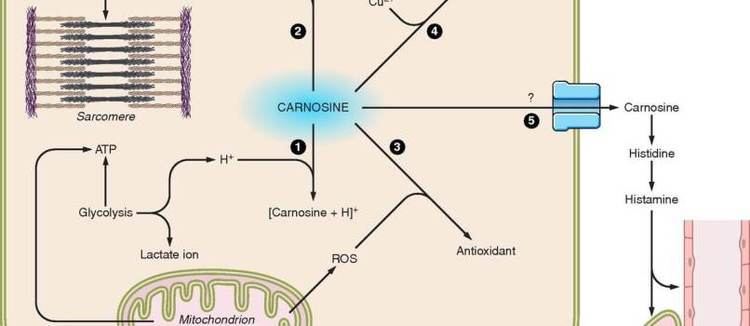Carnosine 26 Scientifically Proven Health Benefits of Carnosine 1 is my