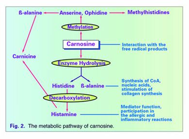 Carnosine LCarnosine and Autism Nutrition Review