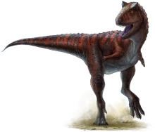 Carnotaurus httpsuploadwikimediaorgwikipediacommonsthu