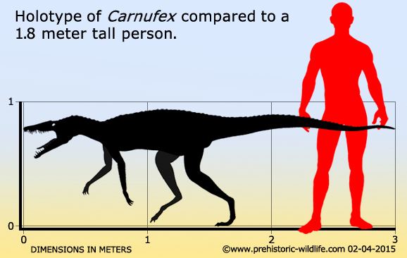Carnufex wwwprehistoricwildlifecomimagesspeciesccarn