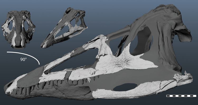 Carnufex Carnufex carolinensis New Prehistoric Crocodile Discovered in North