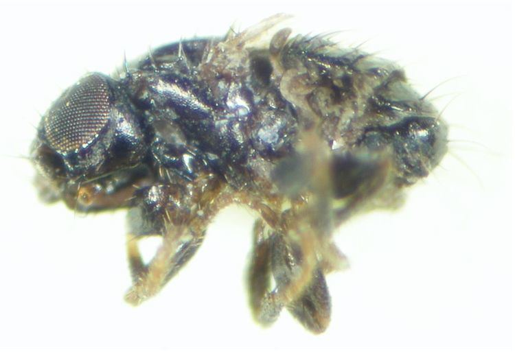 Carnus (fly)
