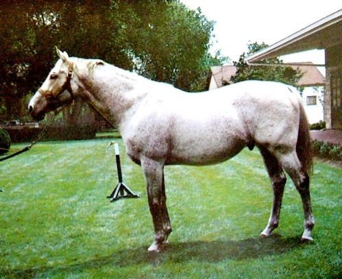 Caro (horse) perlochpsfreefrsirepsccaro3jpg