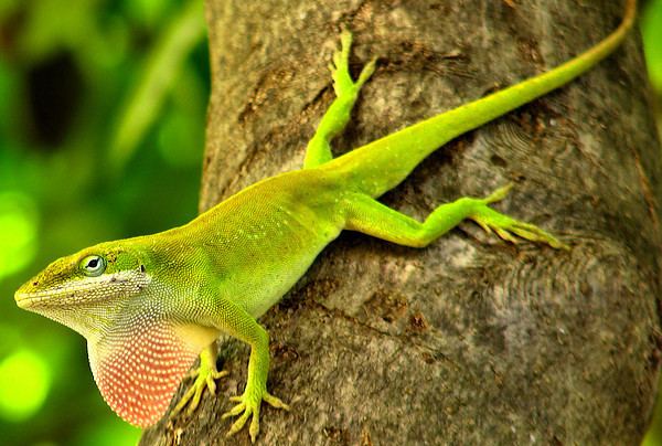 Carolina anole Green Anole Facts and Pictures Reptile Fact