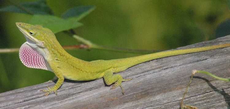 Carolina anole wwwredorbitcommediauploads200410364bd26a59