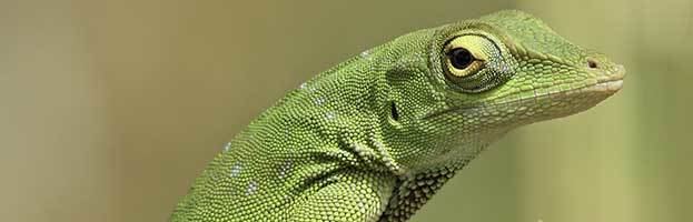 Carolina anole Carolina Anole or Green Anole Animal Facts and Information