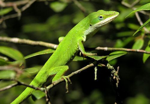 Carolina anole Carolina Anole Tree Reptile The Carolina Anole Tree Reptiles