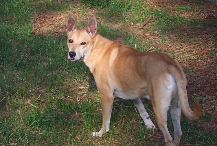 Carolina Dog Carolina Dog Puppies Rescue Pictures Information Temperament