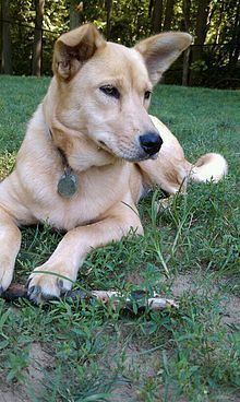 Carolina Dog httpsuploadwikimediaorgwikipediacommonsthu