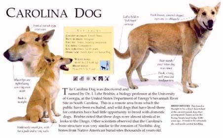Carolina Dog American Dingo Dog For Sale