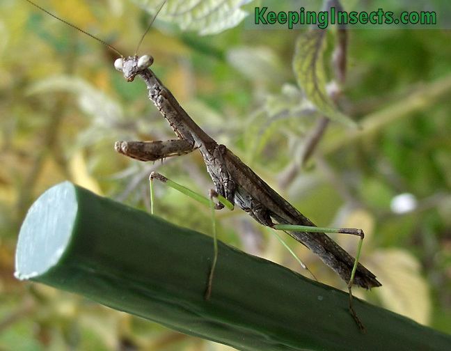 Carolina mantis Carolina mantis praying mantis Keeping Insects