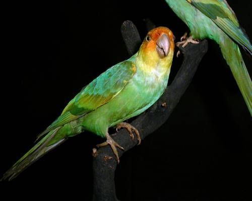 Carolina parakeet Carolina parakeet 13 animals hunted to extinction MNN Mother