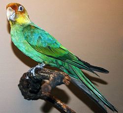 Carolina parakeet httpsuploadwikimediaorgwikipediacommonsthu