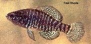 Carolina pygmy sunfish fishbasecnimagesthumbnailsjpgtnElboeu0jpg