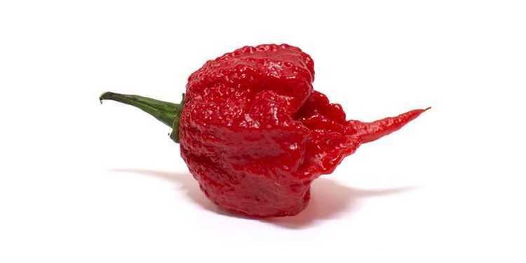 Carolina Reaper Top 10 World39s Hottest Peppers PepperHead Hottest Pepper