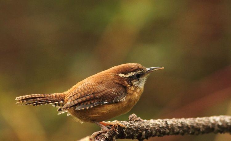 Carolina wren Carolina Wrens Carolina Wren Pictures Carolina Wren Facts