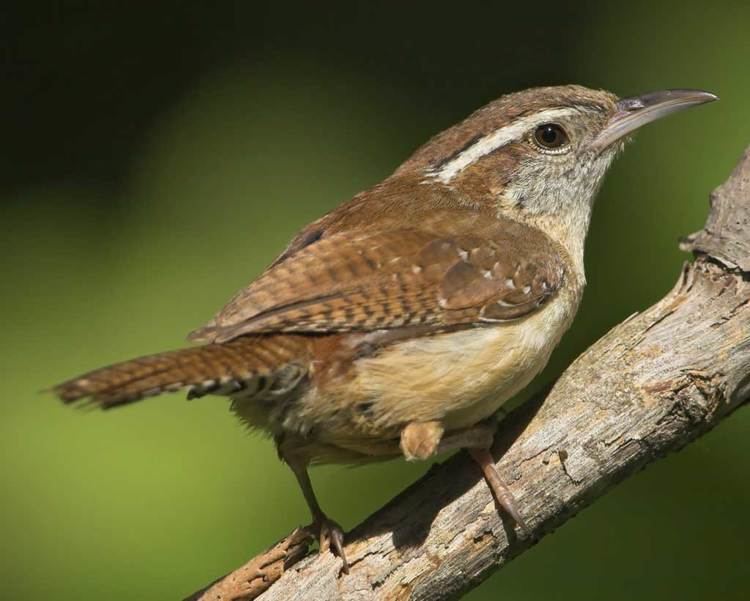 Carolina wren Carolina Wren Audubon Field Guide