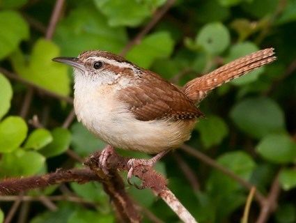 Carolina wren Carolina Wren Identification All About Birds Cornell Lab of