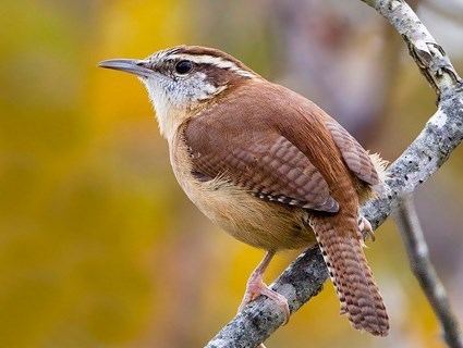 Carolina wren httpswwwallaboutbirdsorgguidePHOTOLARGEca