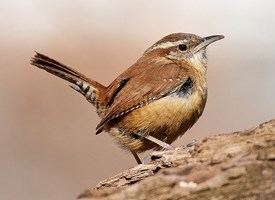 Carolina wren Carolina Wren Identification All About Birds Cornell Lab of