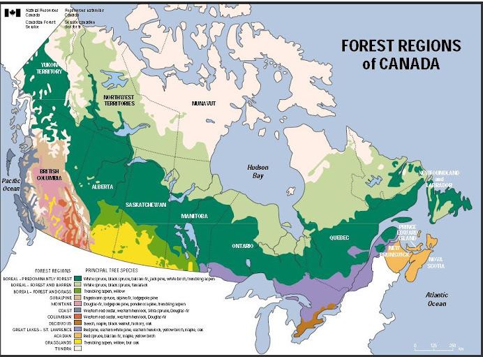 Carolinian forest Niagara Carolinian Back Ground Information