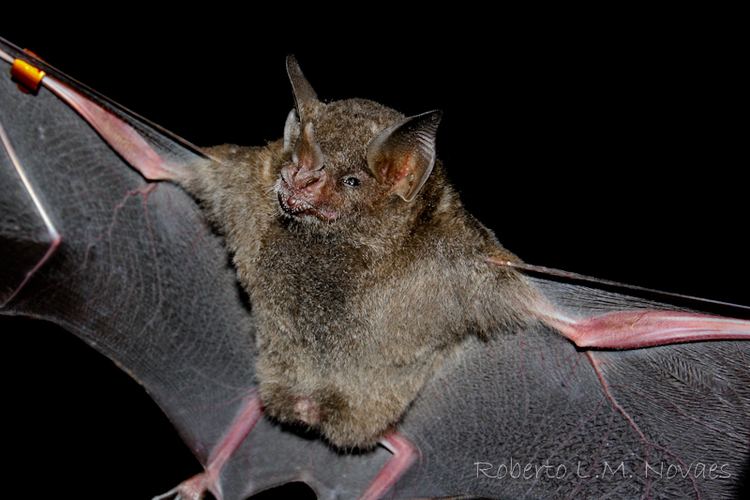 Carollia Morcegos do Brasil Carollia perspicillata